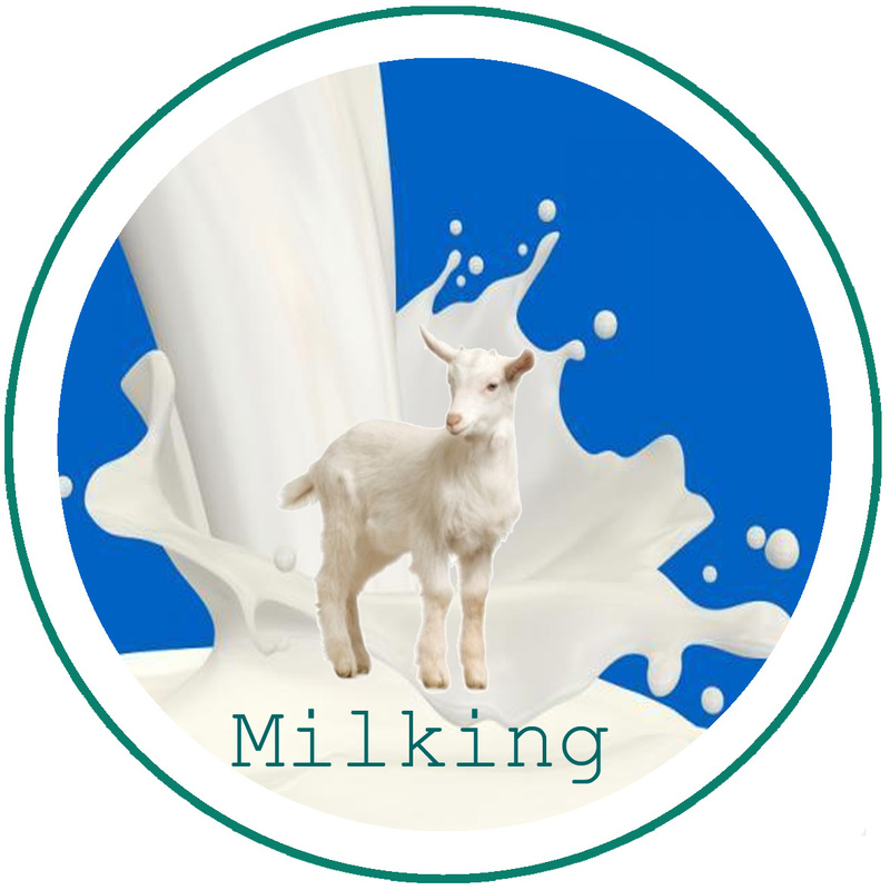 milking